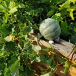 Honigmelone